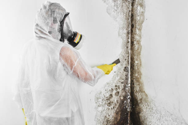 Best Crawl Space Mold Removal  in Silver Hill, MD