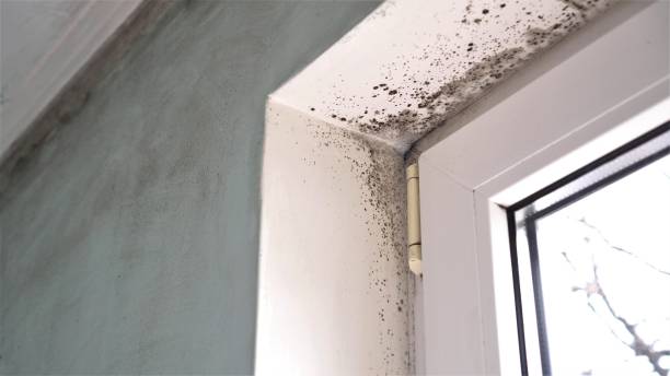 Best Mold Removal Process  in Silver Hill, MD