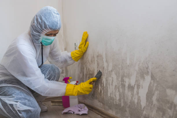 Mold Testing and Removal in Silver Hill, MD