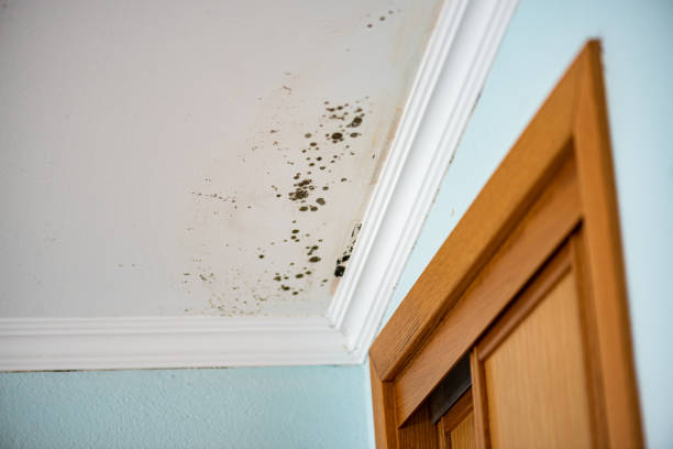 Best Emergency Mold Removal  in Silver Hill, MD