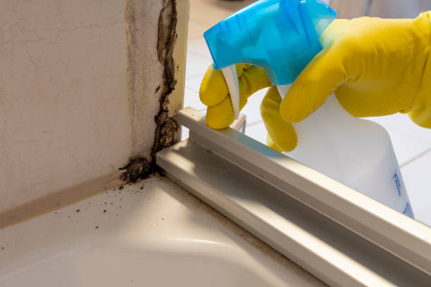 Best Commercial Mold Removal  in Silver Hill, MD