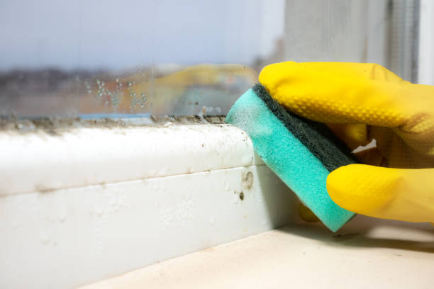 Best Toxic Mold Removal  in Silver Hill, MD