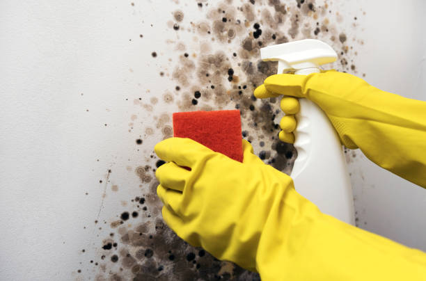 Best Emergency Mold Removal  in Silver Hill, MD