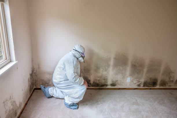 Best Certified Mold Removal  in Silver Hill, MD