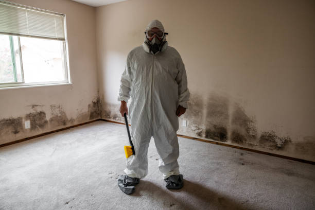 Best Mold Cleaning Services  in Silver Hill, MD