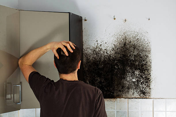 Best Office Mold Removal Services  in Silver Hill, MD