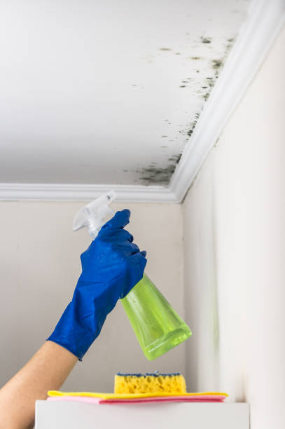 Best Best Mold Removal Companies  in Silver Hill, MD