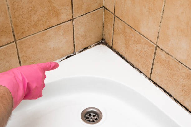 Home Mold Removal in Silver Hill, MD